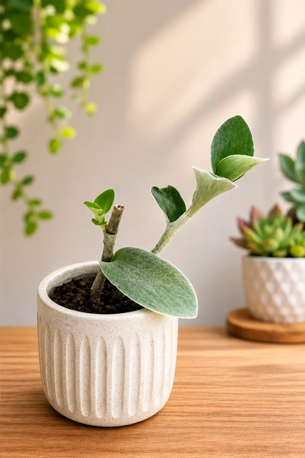 White Velvet Tradescantia sillamontana indoor houseplant with soft fuzzy green leaves in a white pot