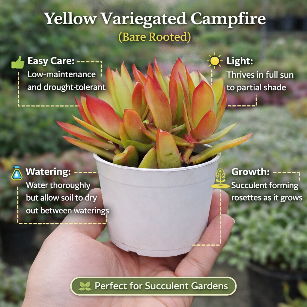 YELLOW VARIEGATED CAMFIRE (BARE ROOTED)