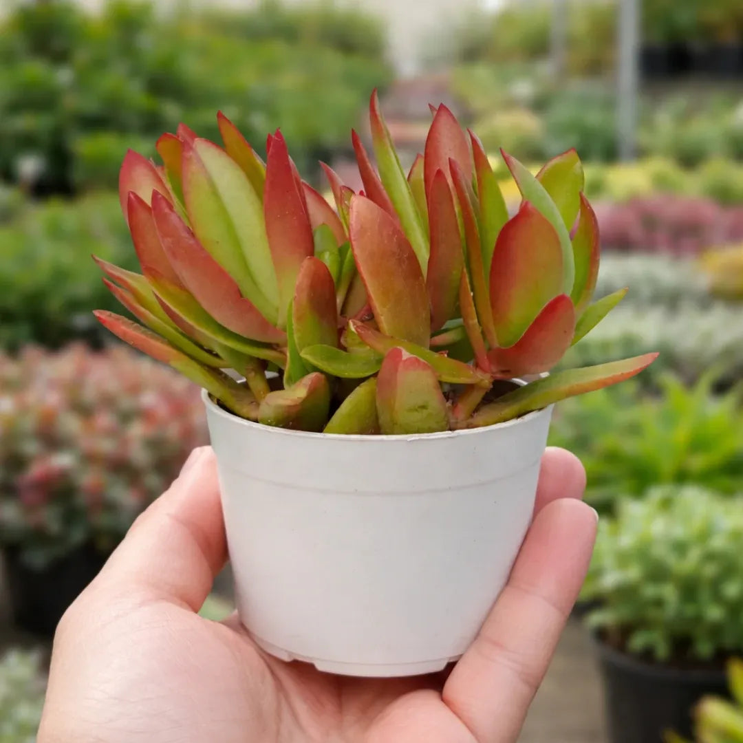 Yellow Variegated Campfire succulent with green, yellow, orange, and red-tipped fleshy leaves growing in a compact cluster in a white pot, held in a person’s hand at a plant nursery.