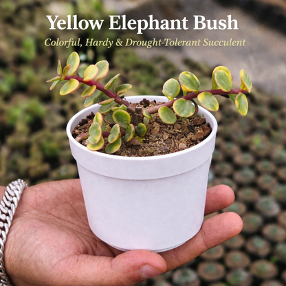 Succulent Gift Box – Set of 14 Live Succulent Plants