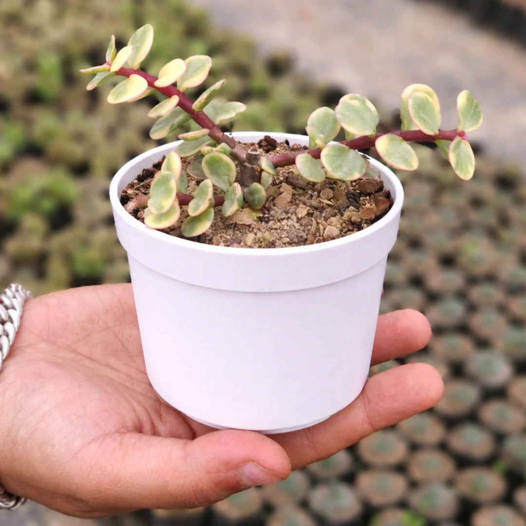 Yellow Elephant Bush succulent with small round yellow-green leaves on reddish stems, growing in a white pot held in a person’s hand at a plant nursery.