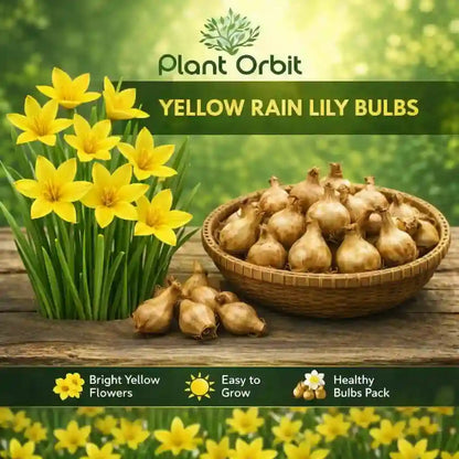 Yellow Rain Lily Bulb