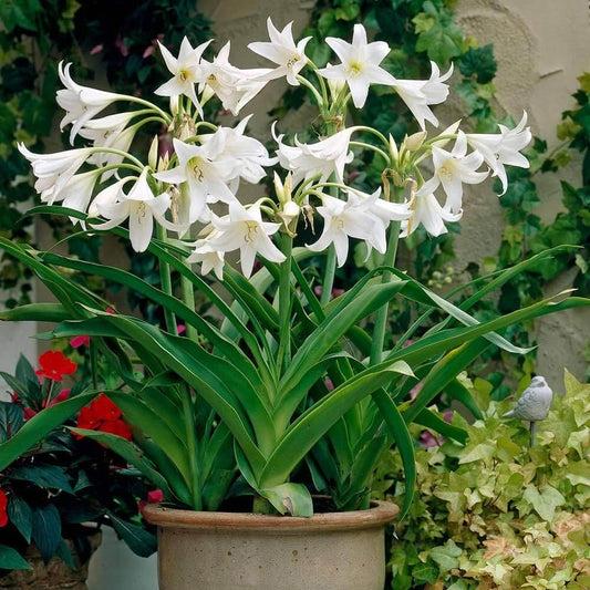 Crinum Lily