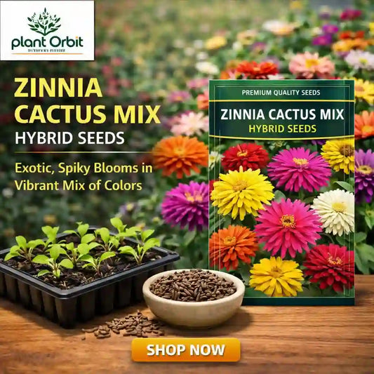 ZINNIA CACTUS MIX HYBRID SEEDS 