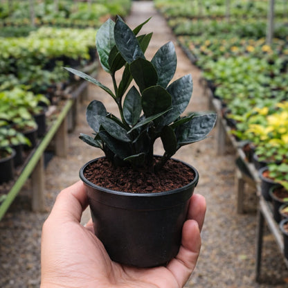 ZZ Plant (Black Zamiya Air purifying Plant)
