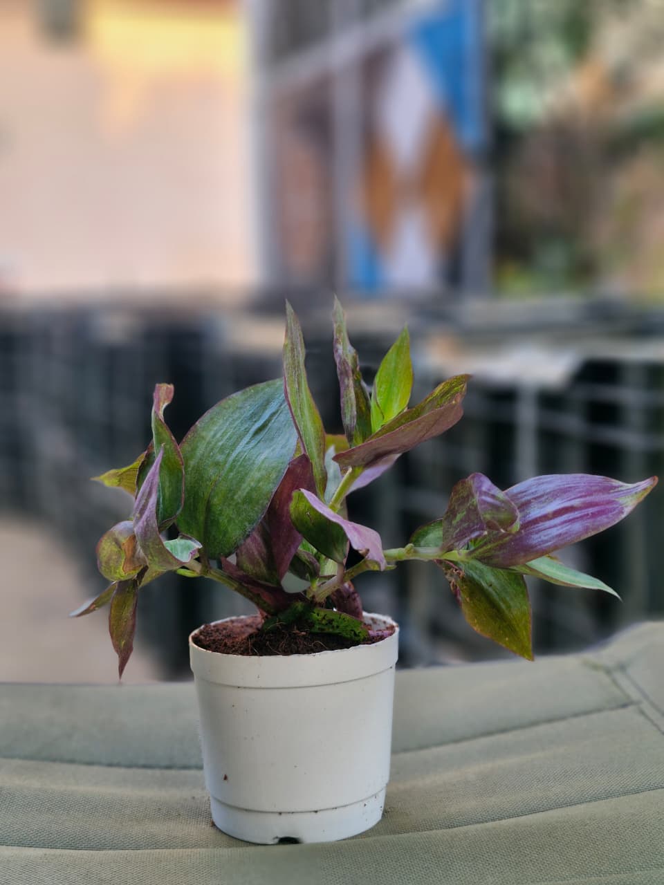 Tradescantia zebrina (Bare Rooted)