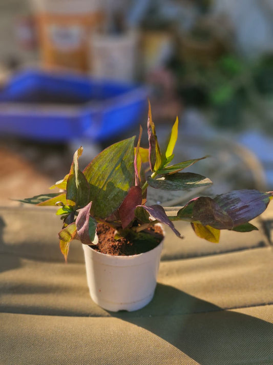 Tradescantia zebrina (Bare Rooted)
