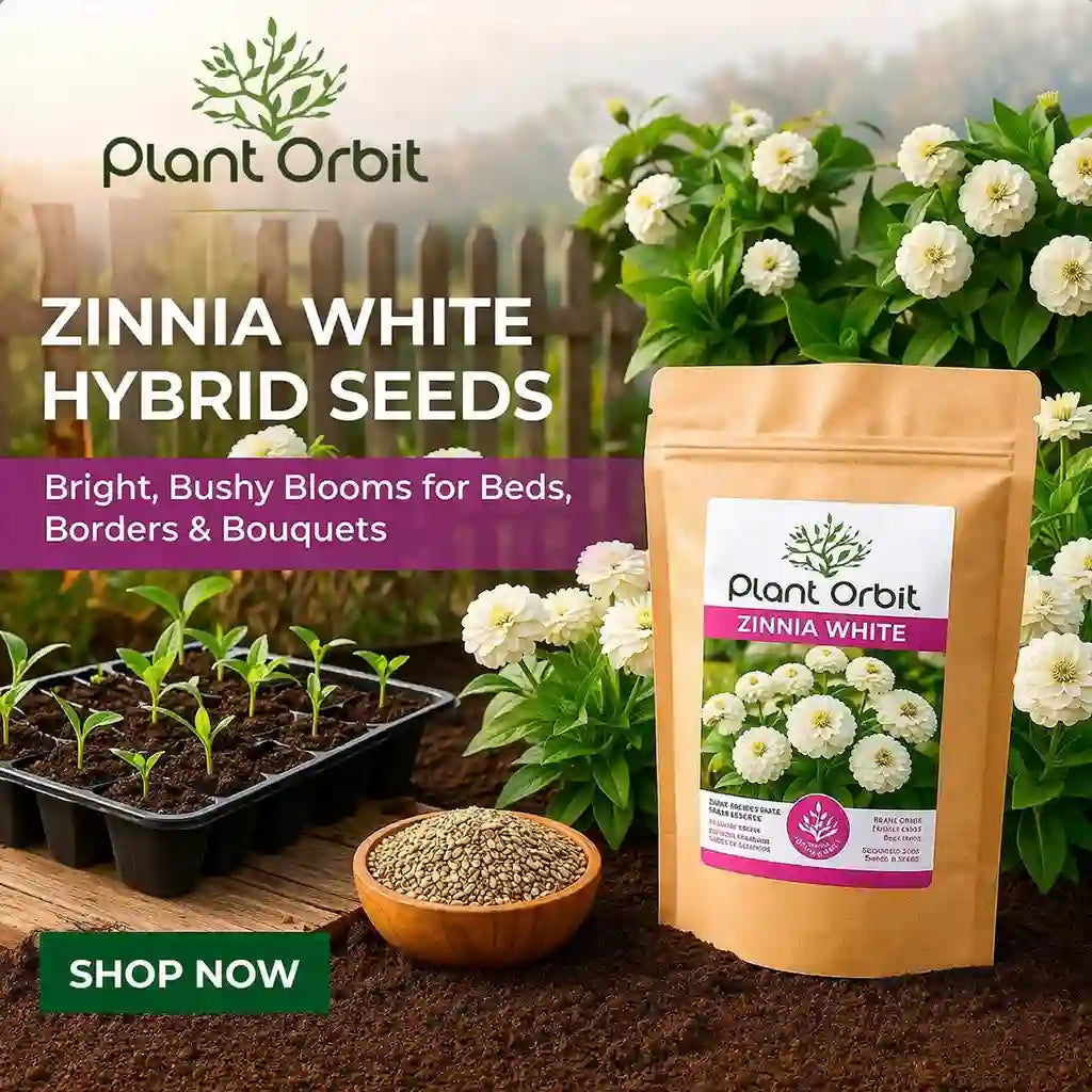 Promotional image for Zinnia White hybrid seeds from Plant Orbit, featuring a package, seeds, and growing plants.