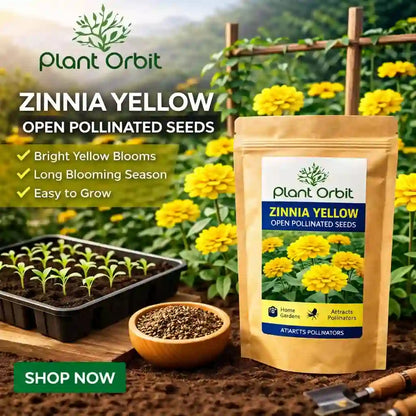 Zinnia Yellow Open Pollinated Seeds
