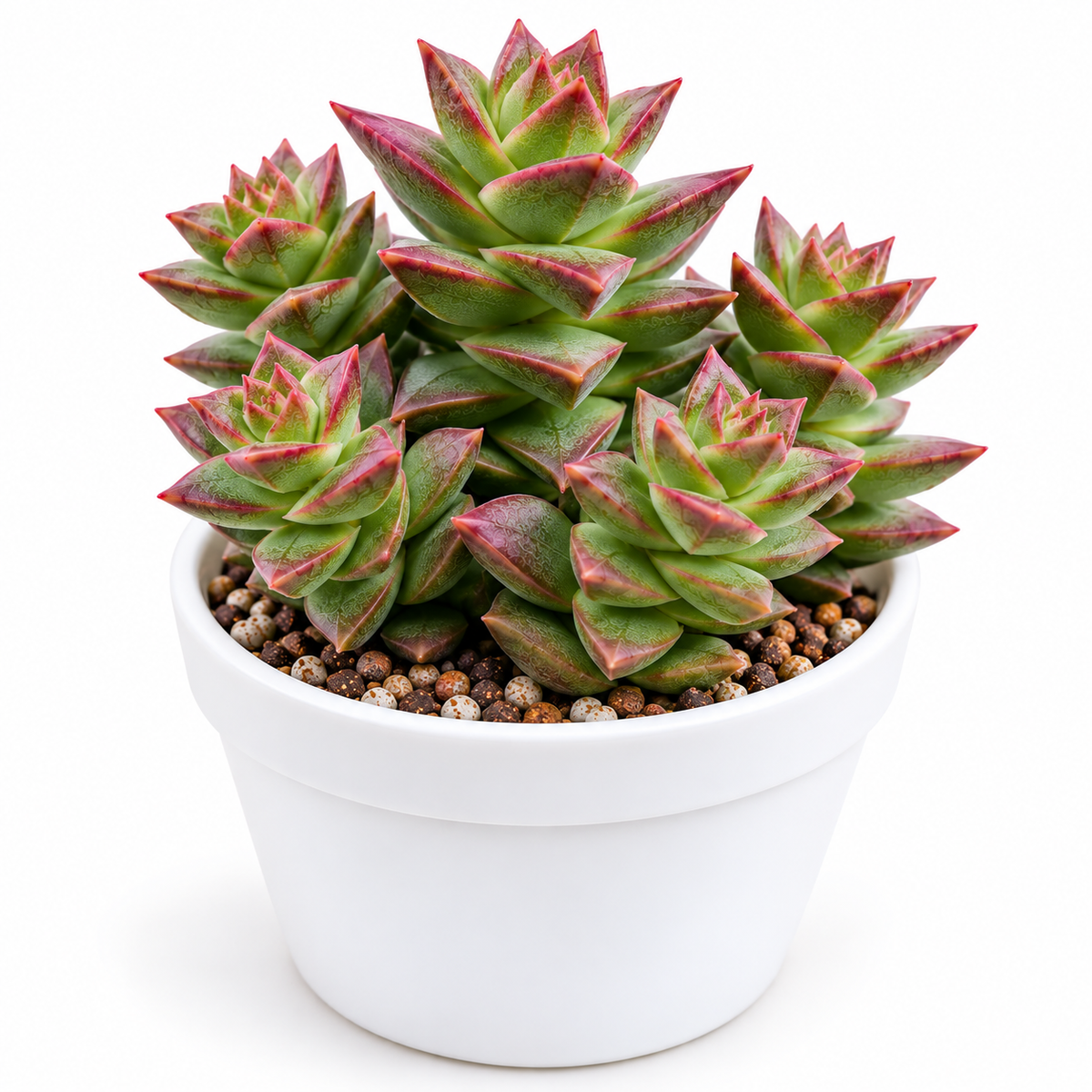 Pagoda Village Succulent