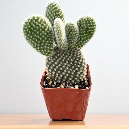 Opuntia microdasys var. albospina ‘White Bunny Ears'
