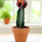 Multicolour Moon cactus