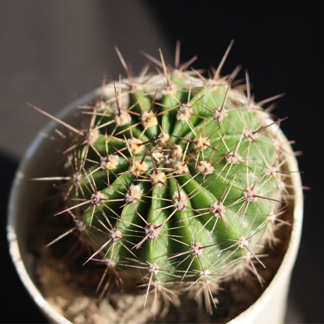 Cactus 4