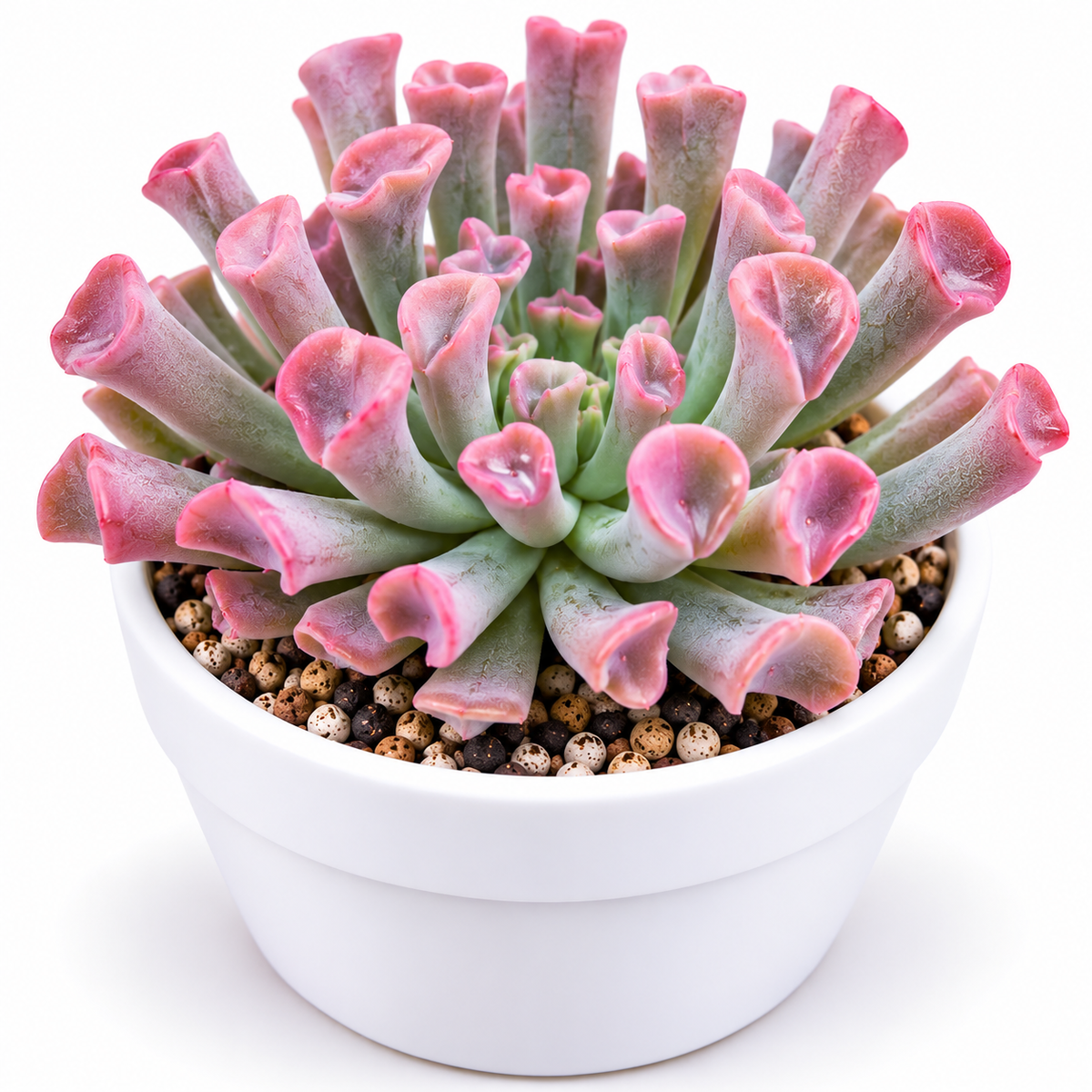 Echeveria Trumpet Pinky