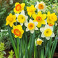 Nargis (Daffodils) Bulbs Mix Colour