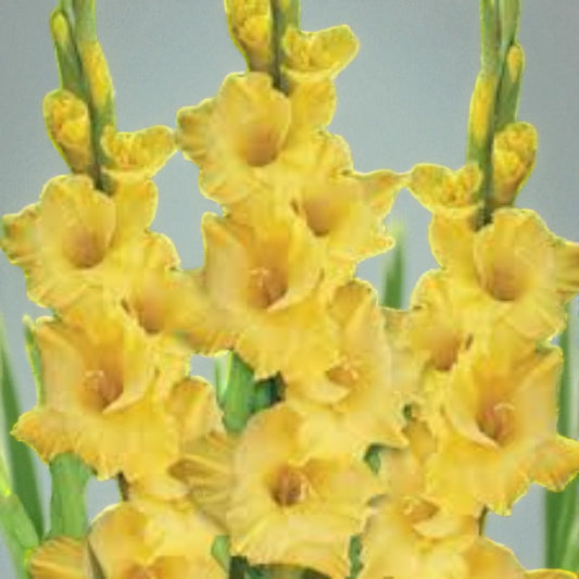 Gladiolus Flevo Breezer Yellow Bulb