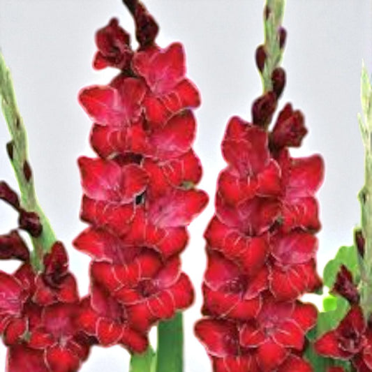 Gladiolus imp flavoshine red bulb