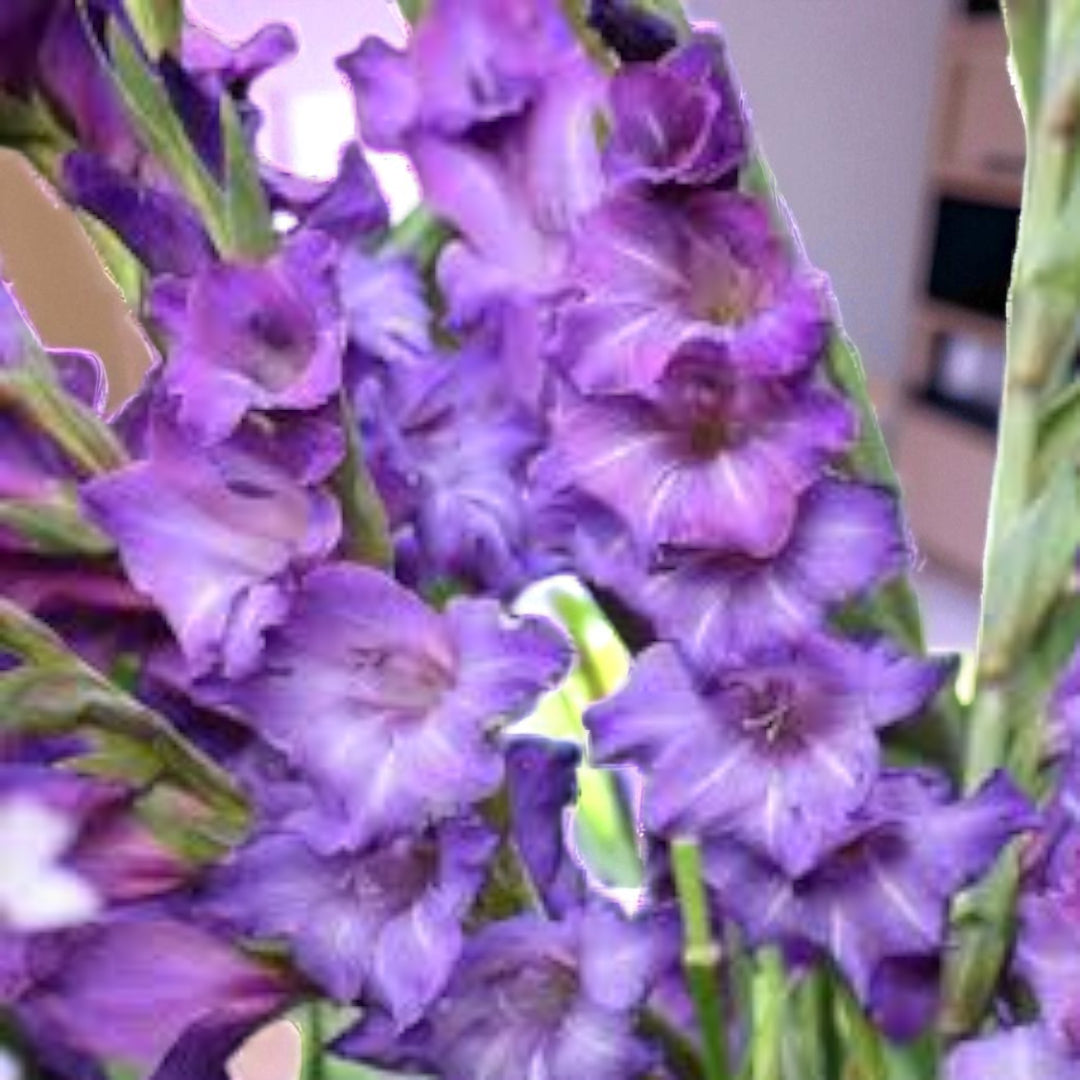 Gladious Performer Blue Bulbs