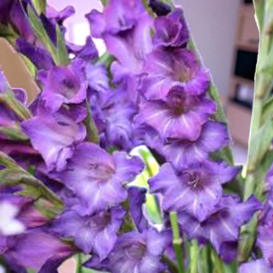 Gladious Performer Blue Bulbs