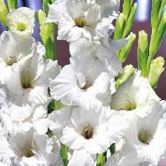 Gladiolus imp white prospery bulb