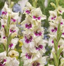 Gladiolus Amber Mystique Bulb