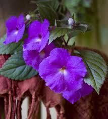 Achimenes Purple Bulb