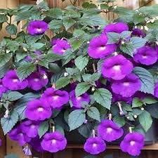 Achimenes Mexicana Bulb