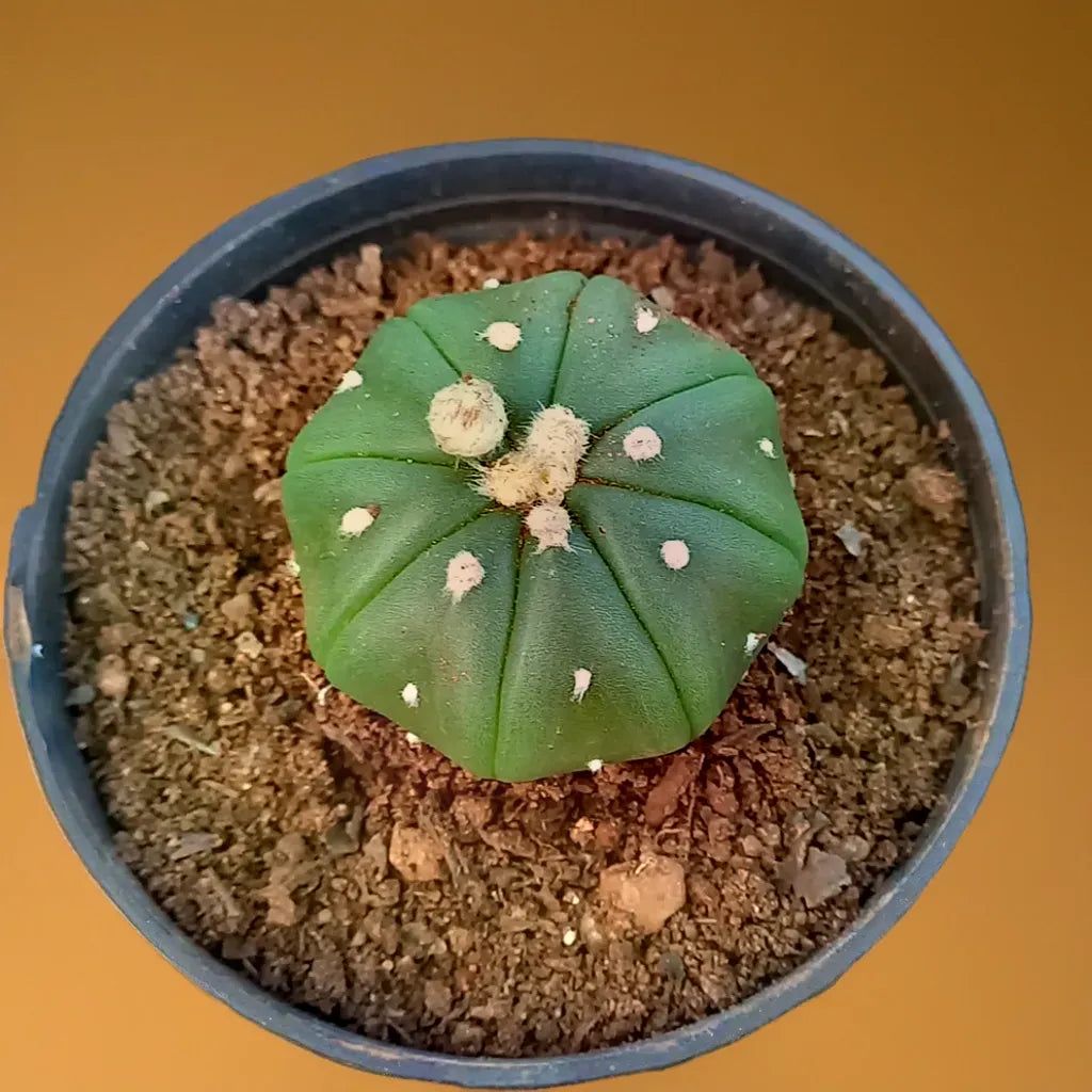 Astrophytum asterias Cactii Plant