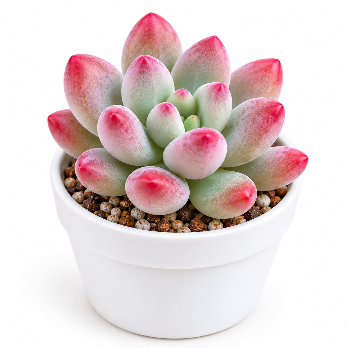 Red Tip Moonstone Succulent