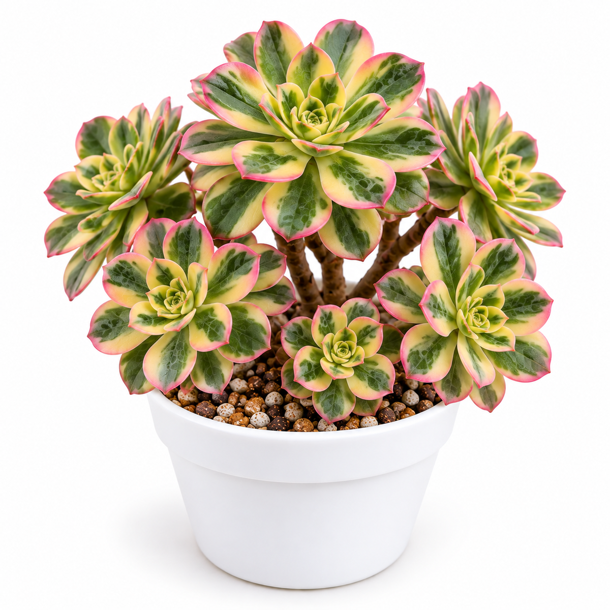 Variegated Aeonium Arboreum