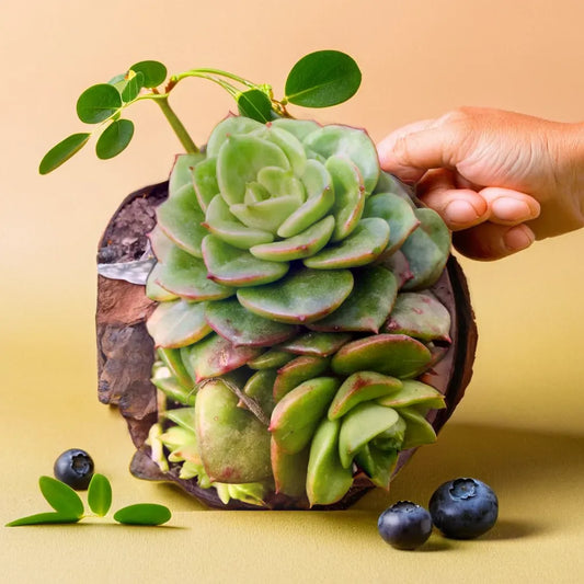 Echeveria Green succulent plant with lush, layered green rosette leaves, displayed with a natural stone and blueberries. Available at Plant Orbit.