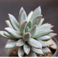 Pachyphytum hookeri