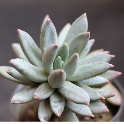 Pachyphytum hookeri