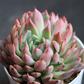 Echeveria  12