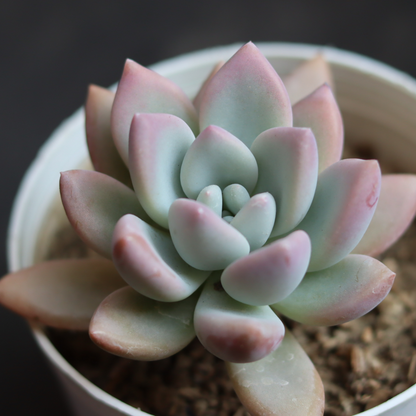 Graptoveria ‘Opalina’
