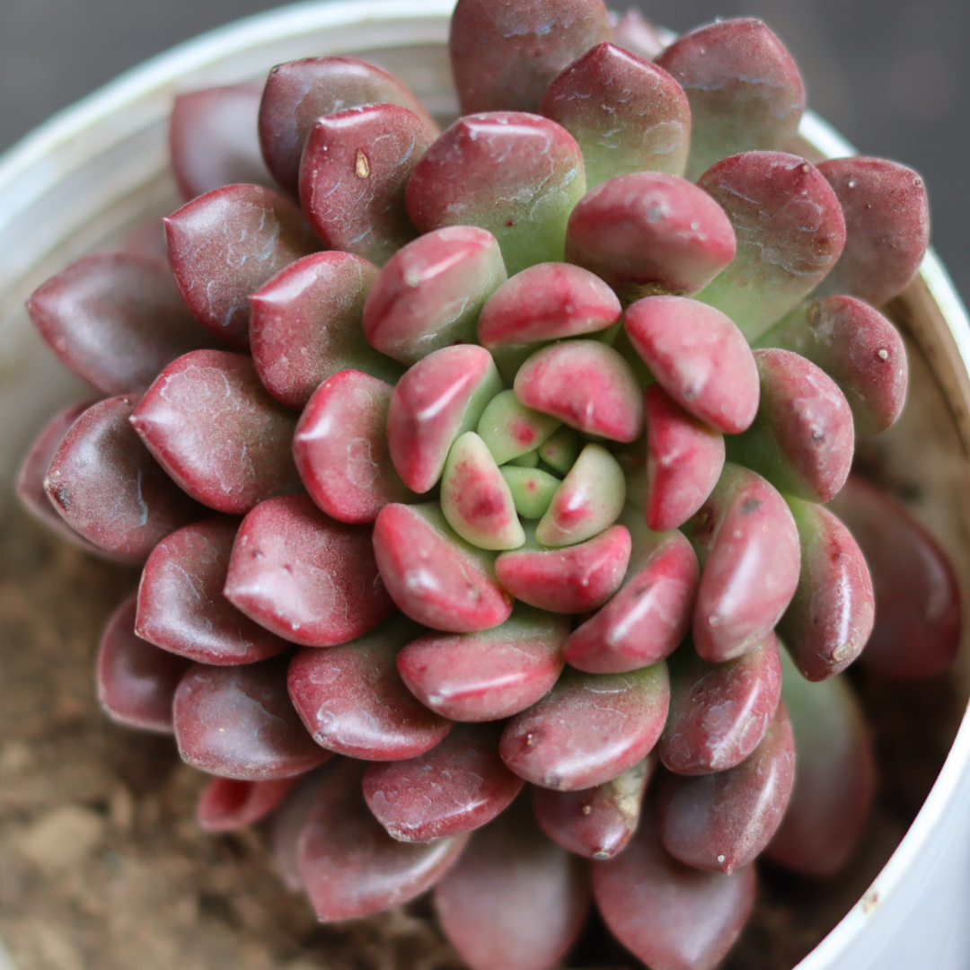 Graptoveria ‘Bashful’