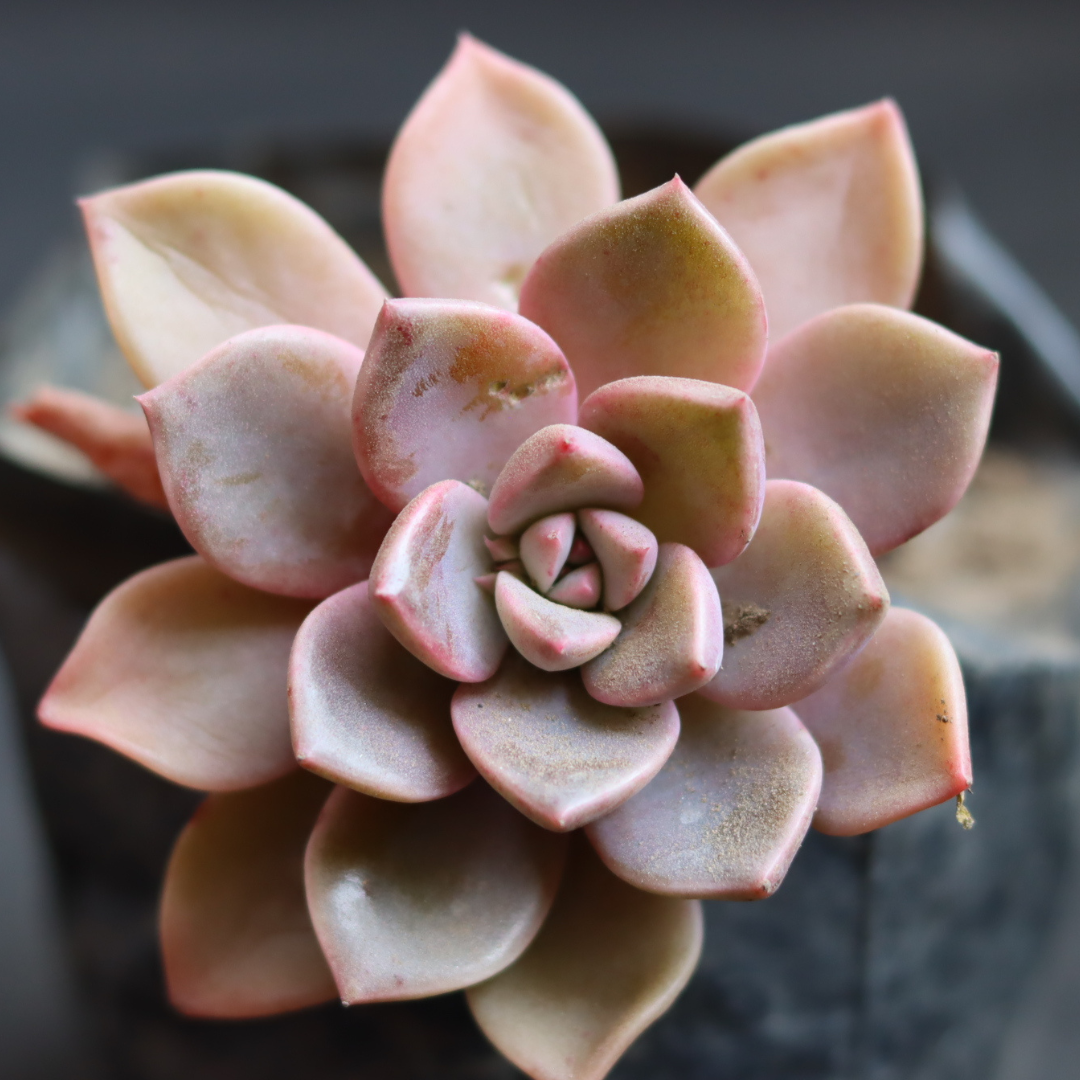 Echeveria 16