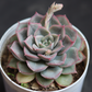 Echeveria  17