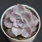 Echeveria  18