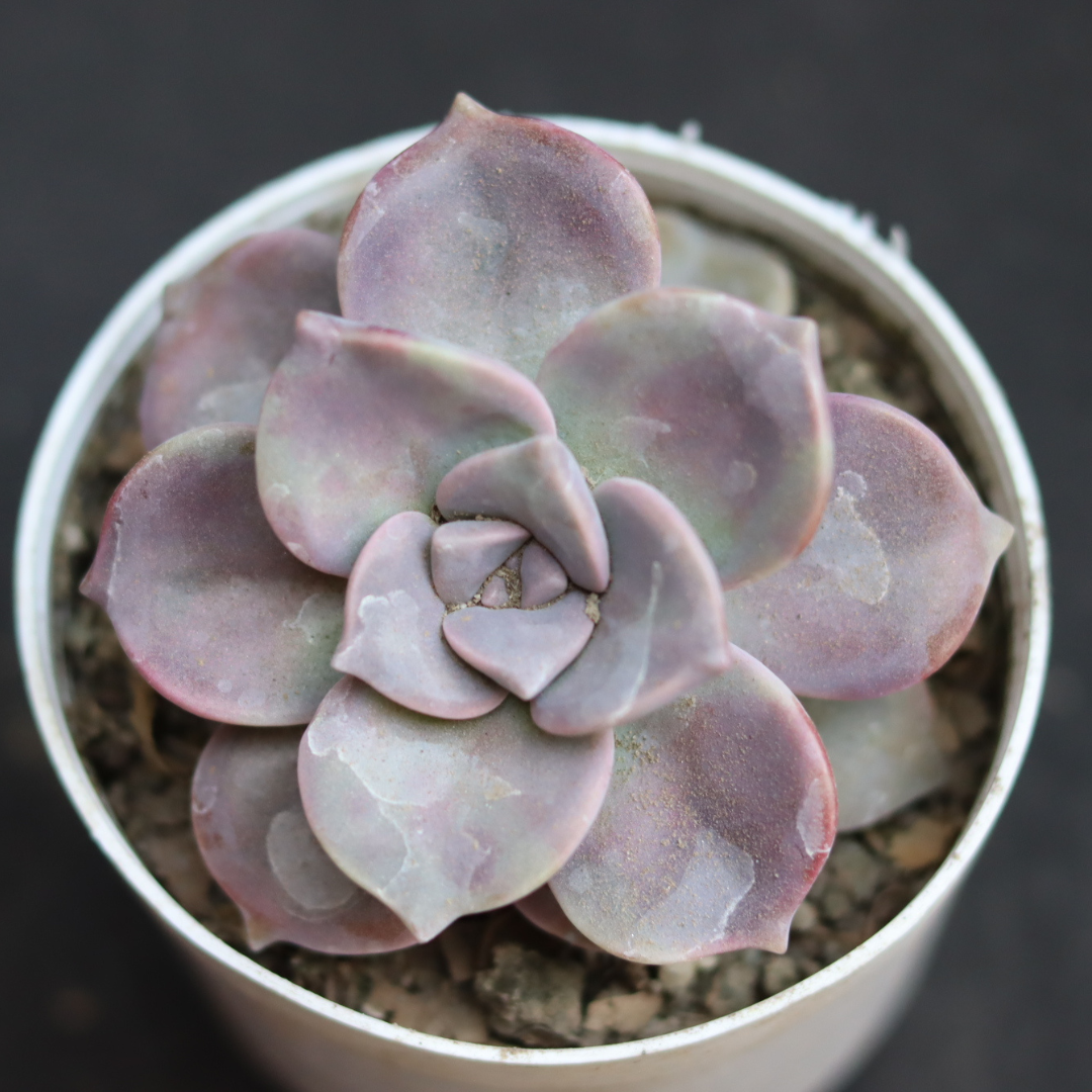 Echeveria  18