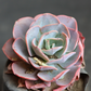 Echeveria  Davincii