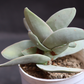 Crassula perfoliata