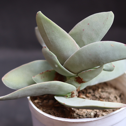 Crassula perfoliata