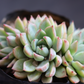 Echeveria  22