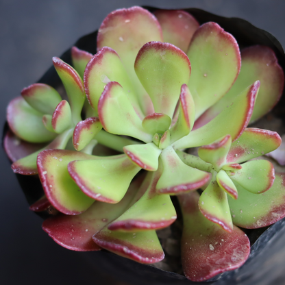 Sedum praealtum "Shrubby Stonecrop"