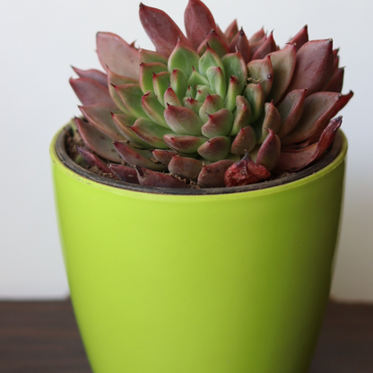 Echeveria  25