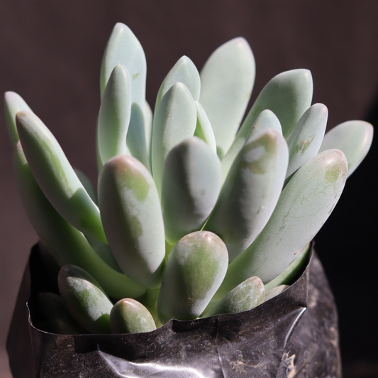 Echeveria 27