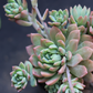 Echeveria 5