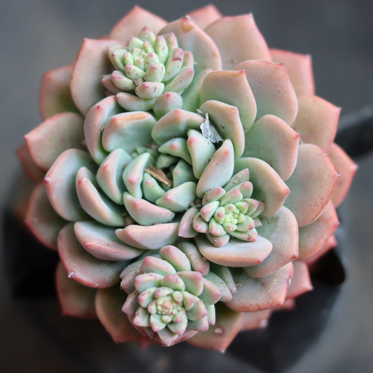 Echeveria  7