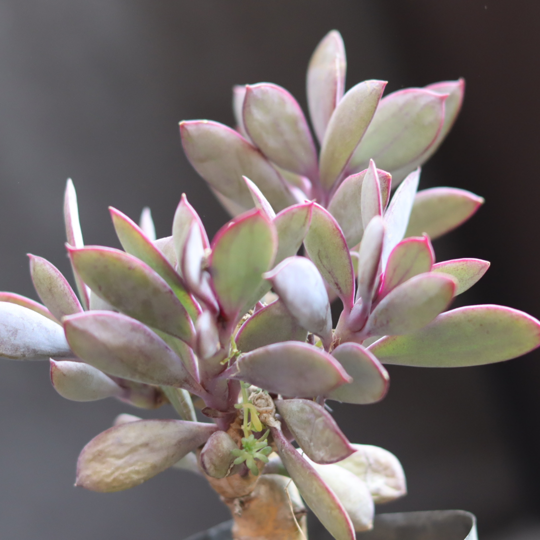 Echeveria 9